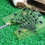 Biodegradable Electronics: A Solution to the E-Waste Crisis?